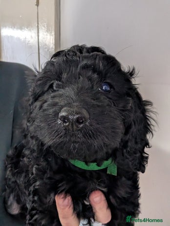 Cockapoo dogs F2b cockapoo Puppies (all females) - Advert 4