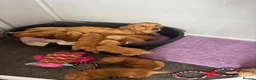 Golden Retriever dogs for sale: Beautiful golden retriever puppies  - Advert 3