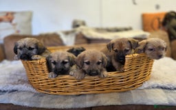 Jack Russell dogs for sale: Beautiful types of broken coated and smoothed  - Image 6