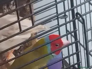 Finches birds Finches Bird/Gouldian/Owl Finch/Bengalese/Zebra - Advert 1