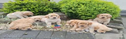 Golden Retriever dogs for sale: Beautiful litter of Golden Retriever puppies 🐶  - Advert 26