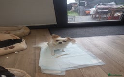 Chihuahua dogs for sale: Two Adorable Male Chihuahua Puppies  - Image 10