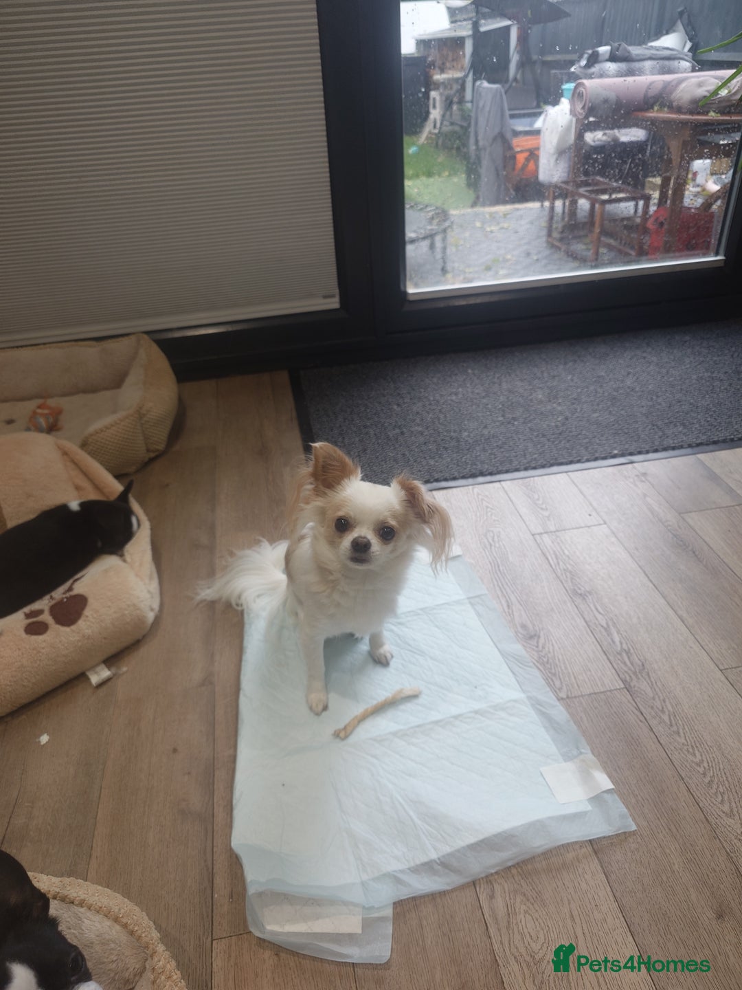 Chihuahua dogs for sale: Two Adorable Male Chihuahua Puppies  - Image 10