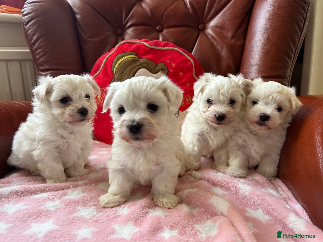 Maltese dogs for sale: Extra mini adorable pups in Bury - Image 6