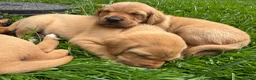 Labrador Retriever dogs for sale: FOX RED LABRADOR PUPPIES PARENTS HEALTH TESTED in Chepstow - Advert 7