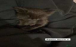 Siberian cats for sale: Beautiful Mixed Kittens-Siberian/Ragdoll/Longhair - Image 10