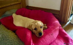 Labrador Retriever dogs for sale: Labrador puppies kennel Club registered - Image 9