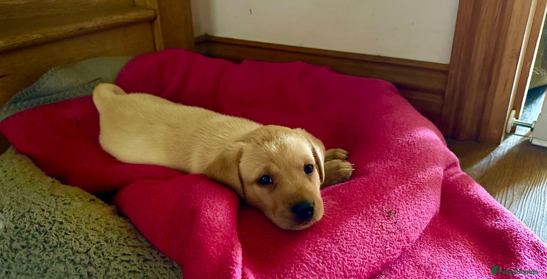Labrador Retriever dogs for sale: Labrador puppies kennel Club registered - Image 9