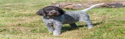 German Wirehaired Pointer dogs for sale: 1ST VACC GIVEN, HEALTH CHECKED KC REG GWP PUPS  - Advert 11