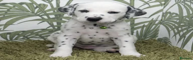 Mr Green