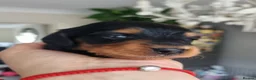 Miniature Dachshund dogs for sale: 🌟 Miniature LH Dachshund Puppies 🌟  - Advert 27