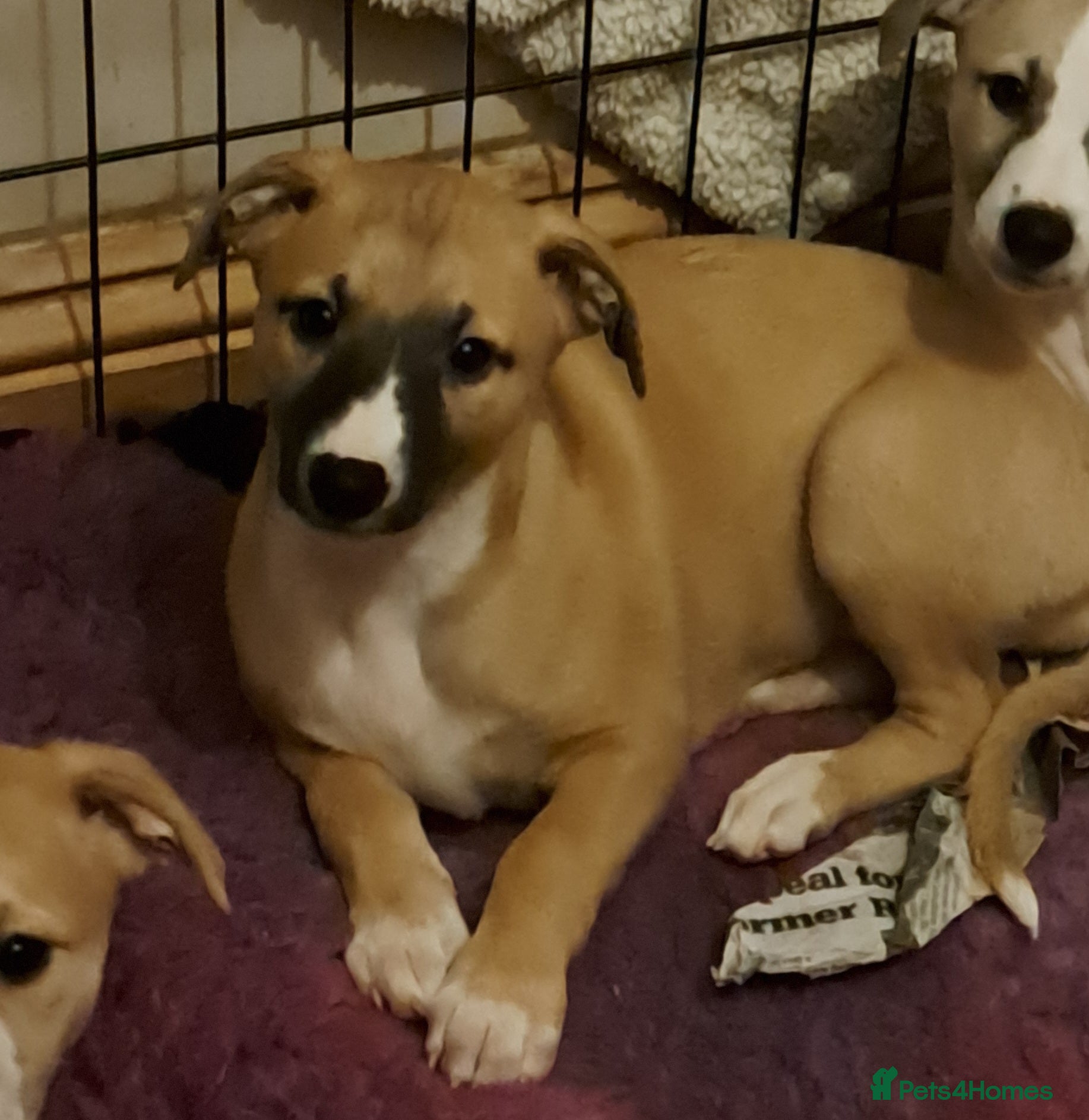 Whippet dogs 1 Beautiful KC Reg Whippet bitch puppies - Advert 10