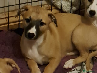 Whippet dogs 1 Beautiful KC Reg Whippet bitch puppies - Advert 10