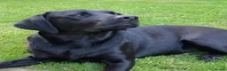 Labrador Retriever dogs for sale: RKC Black Labrador Puppies for Sale - Advert 28
