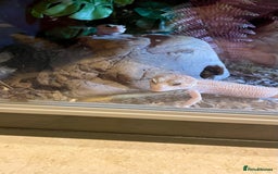 Leopard Gecko reptiles for sale: Pair of albino leopard geckos and complete setup. - Image 2