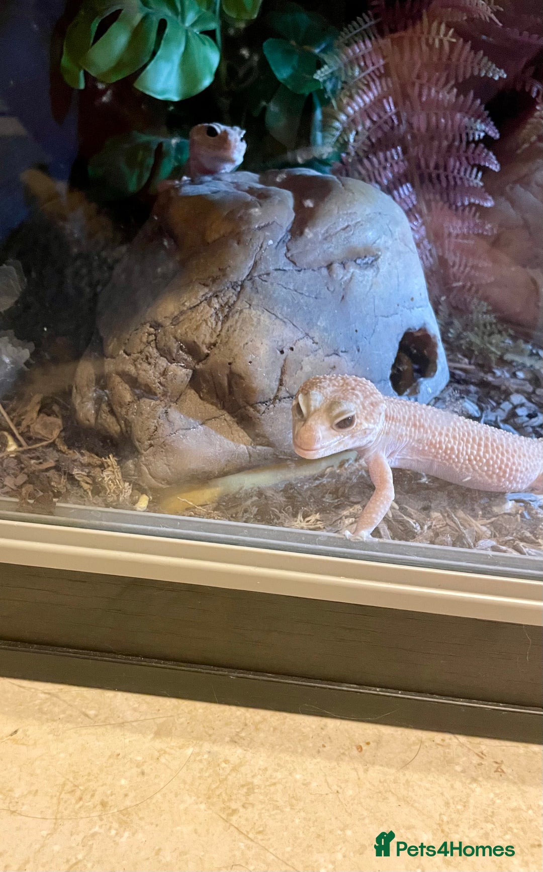 Leopard Gecko reptiles for sale: Pair of albino leopard geckos and complete setup. - Image 2