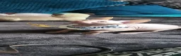 Sphynx cats for sale: Last Canadian Sphynx looking for his forever home - Advert 25