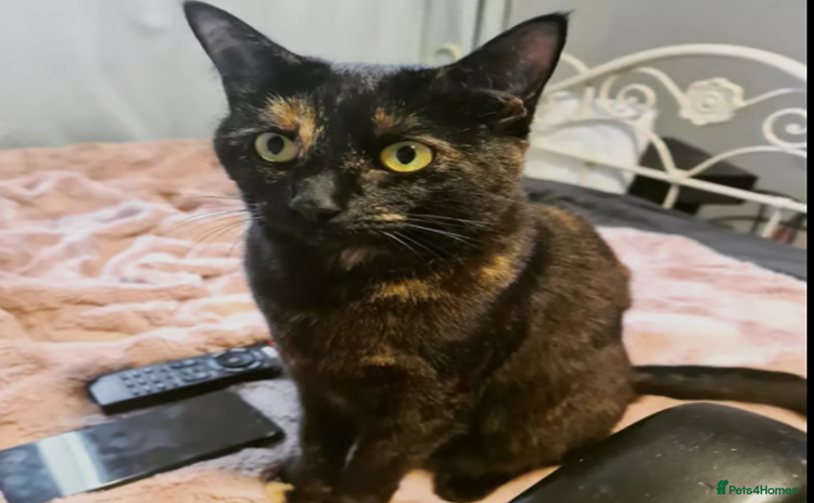 Mixed Breed cats - Advert 1