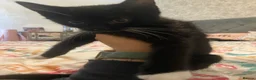 Mixed Breed cats for sale: £20 kittens  - Advert 2