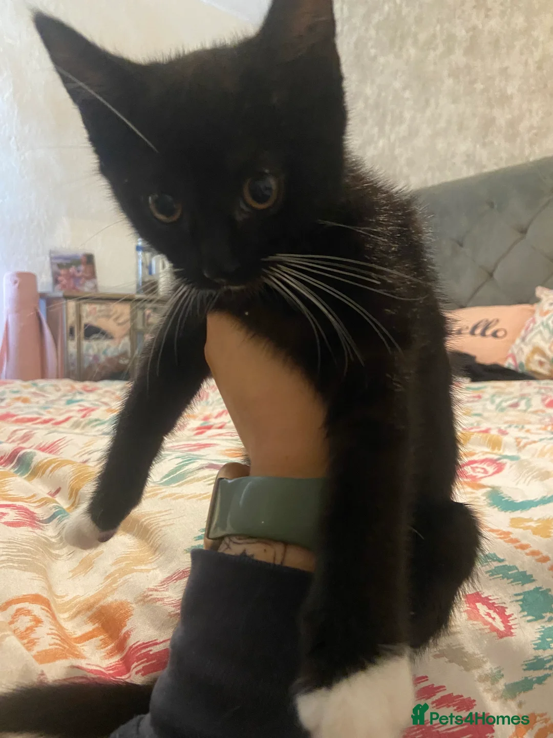 Mixed Breed cats for sale: £20 kittens  - Advert 2