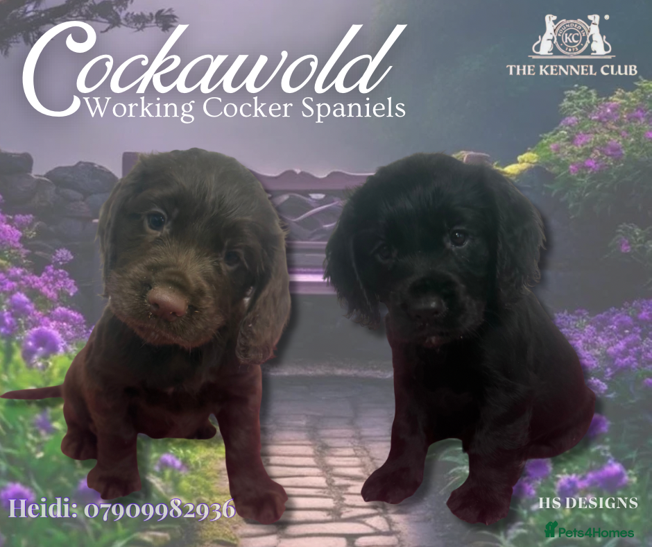 Cocker Spaniel dogs KC Reg Black Male Working Cocker Spaniel Puppies  - Advert 19