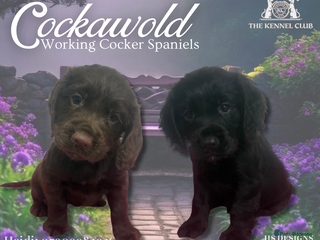 Cocker Spaniel dogs - Advert 8
