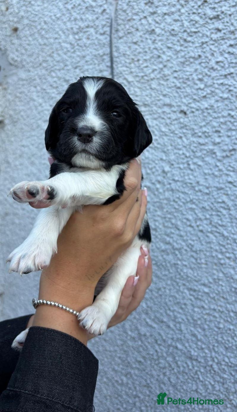 English Springer Spaniel dogs English Springer Spaniels  - Advert 13