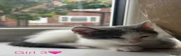 Mixed Breed cats for sale: Mixed Breed kittens for sale in Sunderland - Advert 11