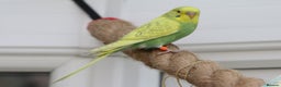 Budgerigars birds for sale: Male and female budgies - Advert 2
