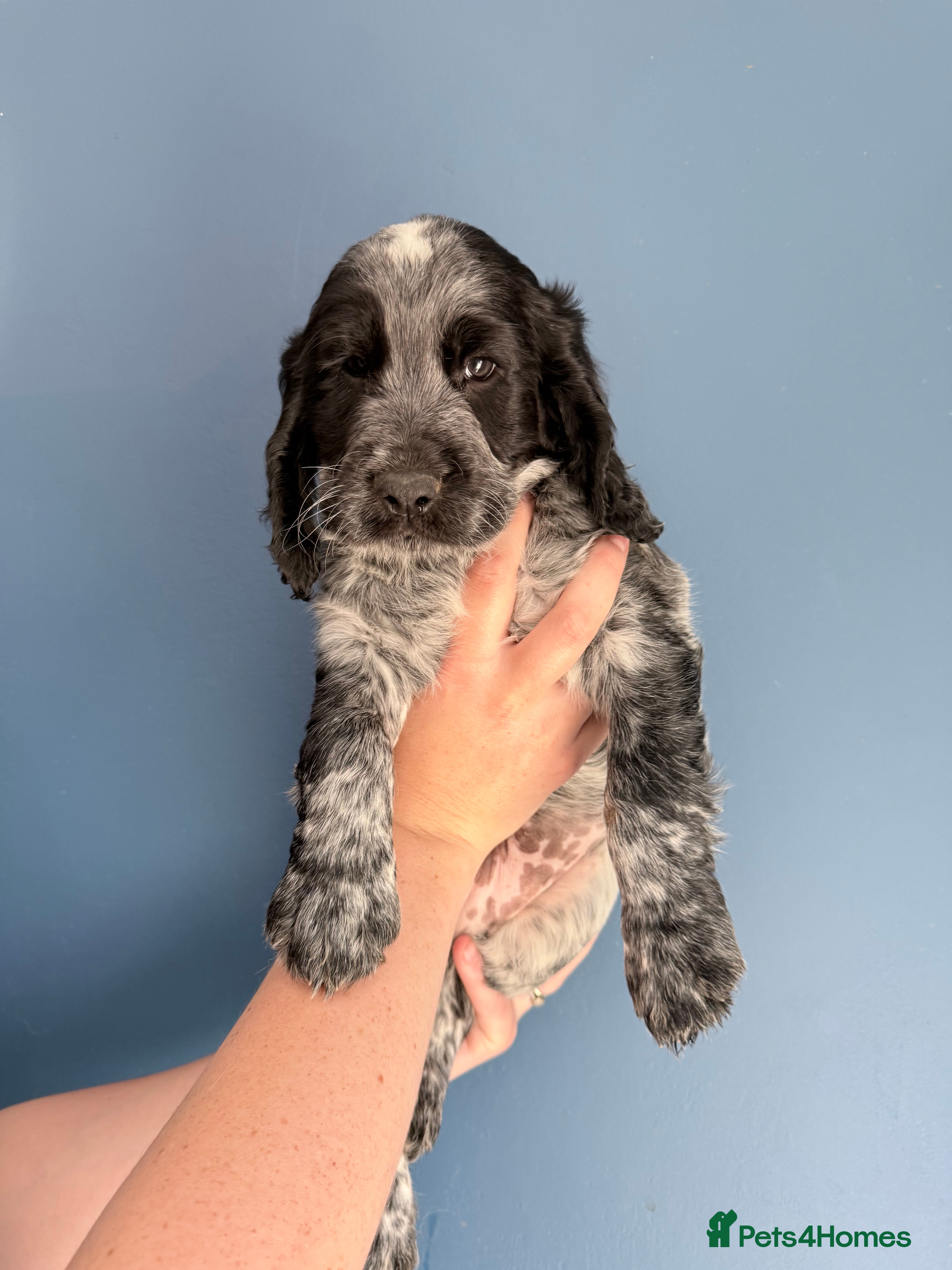 Cocker Spaniel dogs Stunning working cocker spaniels  - Advert 1