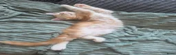 Maine Coon cats for sale: Beautiful purebred Main Coons kittens for sale  - Advert 3
