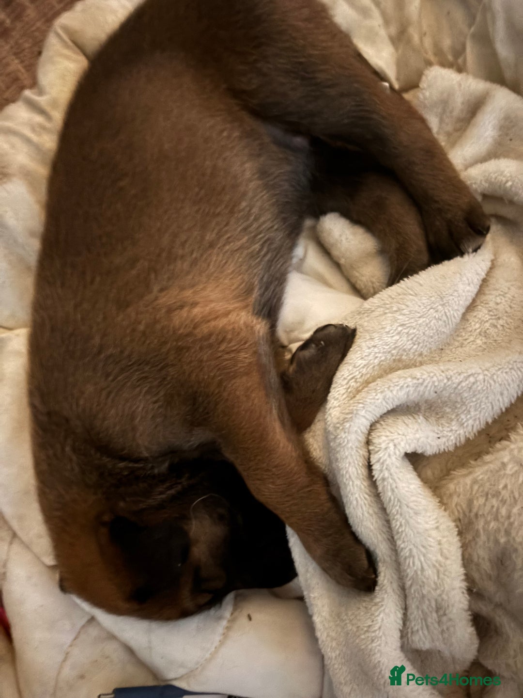 Mixed Breed dogs for sale: German shepherd x whippet  - Image 3