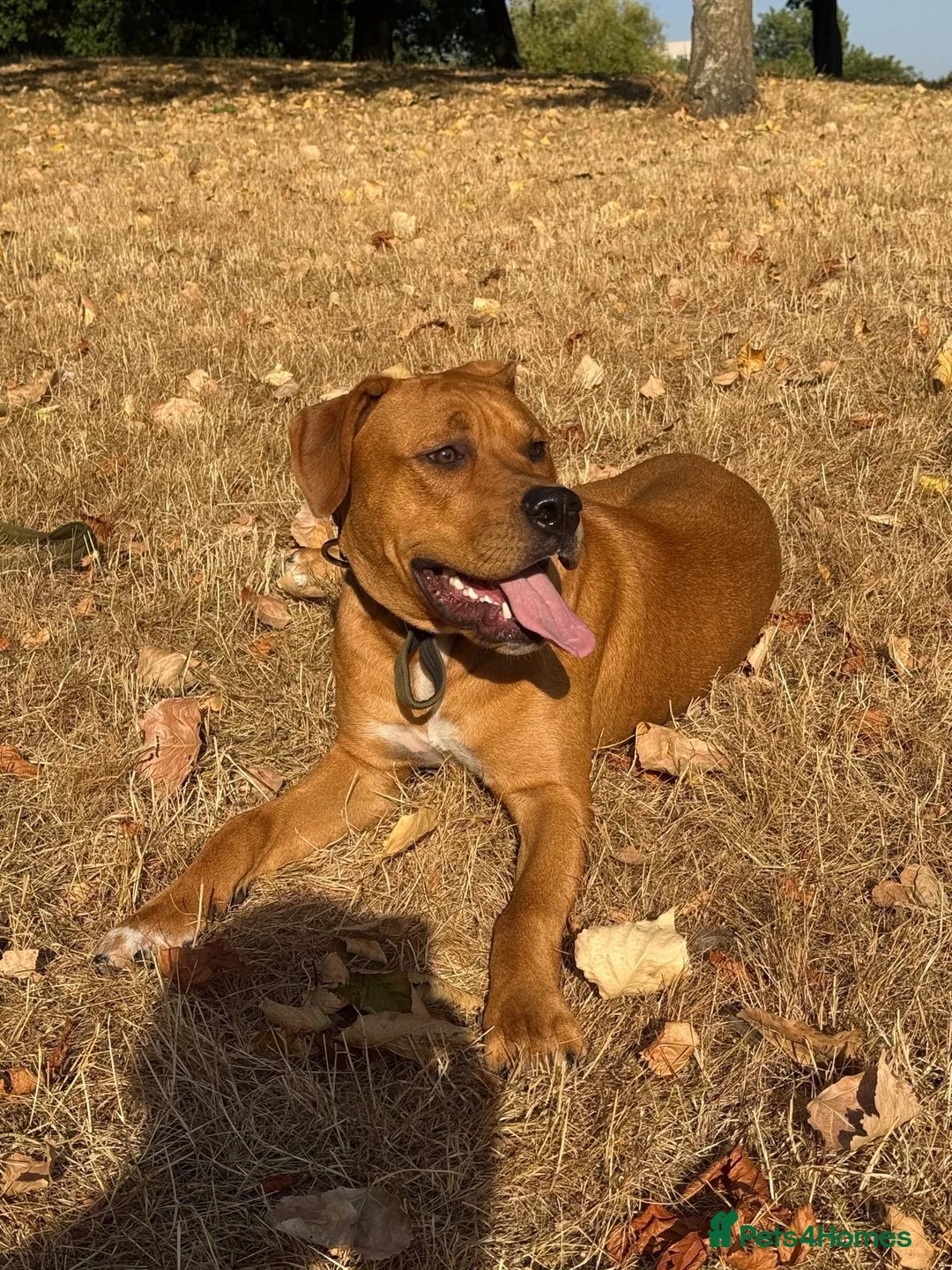 Mixed Breed dogs for sale: Experienced Home Needed❤️ - Advert 2