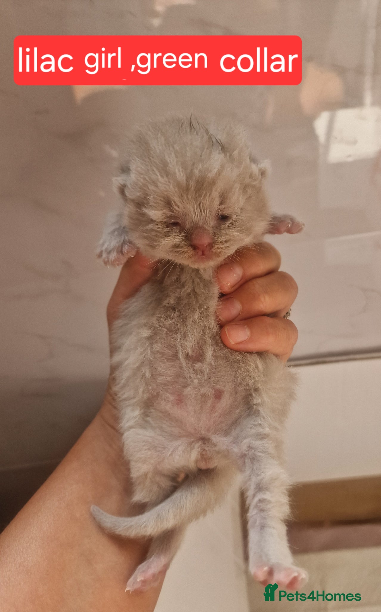 British Shorthair Kitten lilac girl green collar