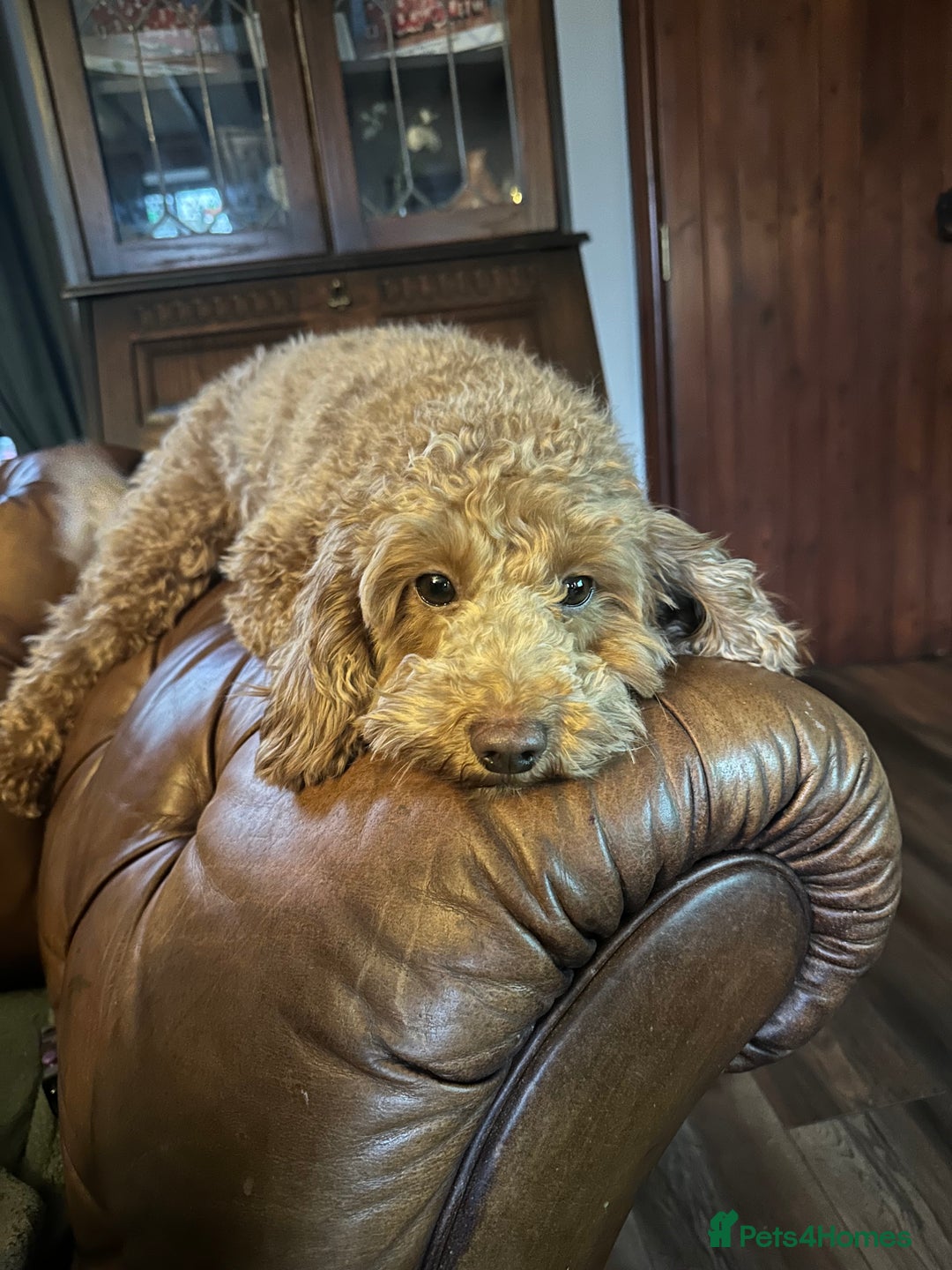 Cavapoo dogs for sale: Cavapoo puppies  - Advert 1