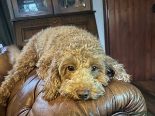 Cavapoo dogs Cavapoo puppies - Advert 15