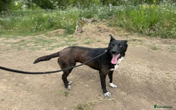 Mixed Breed dogs for adoption: Bethany -Norwich Norfolk  - Image 12