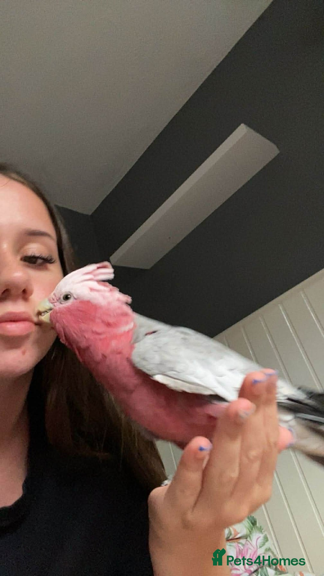 Parrots birds for sale: Galah cockatoo - Advert 8