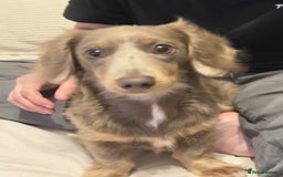 Miniature Dachshund dogs for sale: Miniature dachshund  - Image 11
