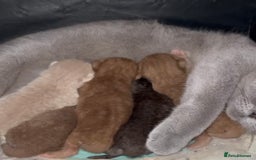 British Shorthair cats for stud: BRITISH SHORT HAIR STUD  - Image 5