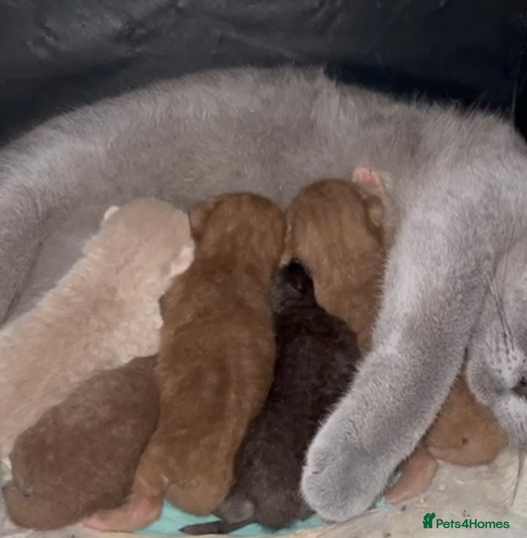 British Shorthair cats for stud: BRITISH SHORT HAIR STUD  - Image 5