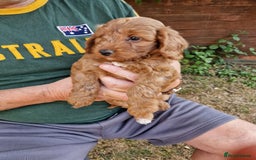 Cockapoo dogs for sale: 1 BOY LEFT! cockapoo F1b, PRA tested - Image 26