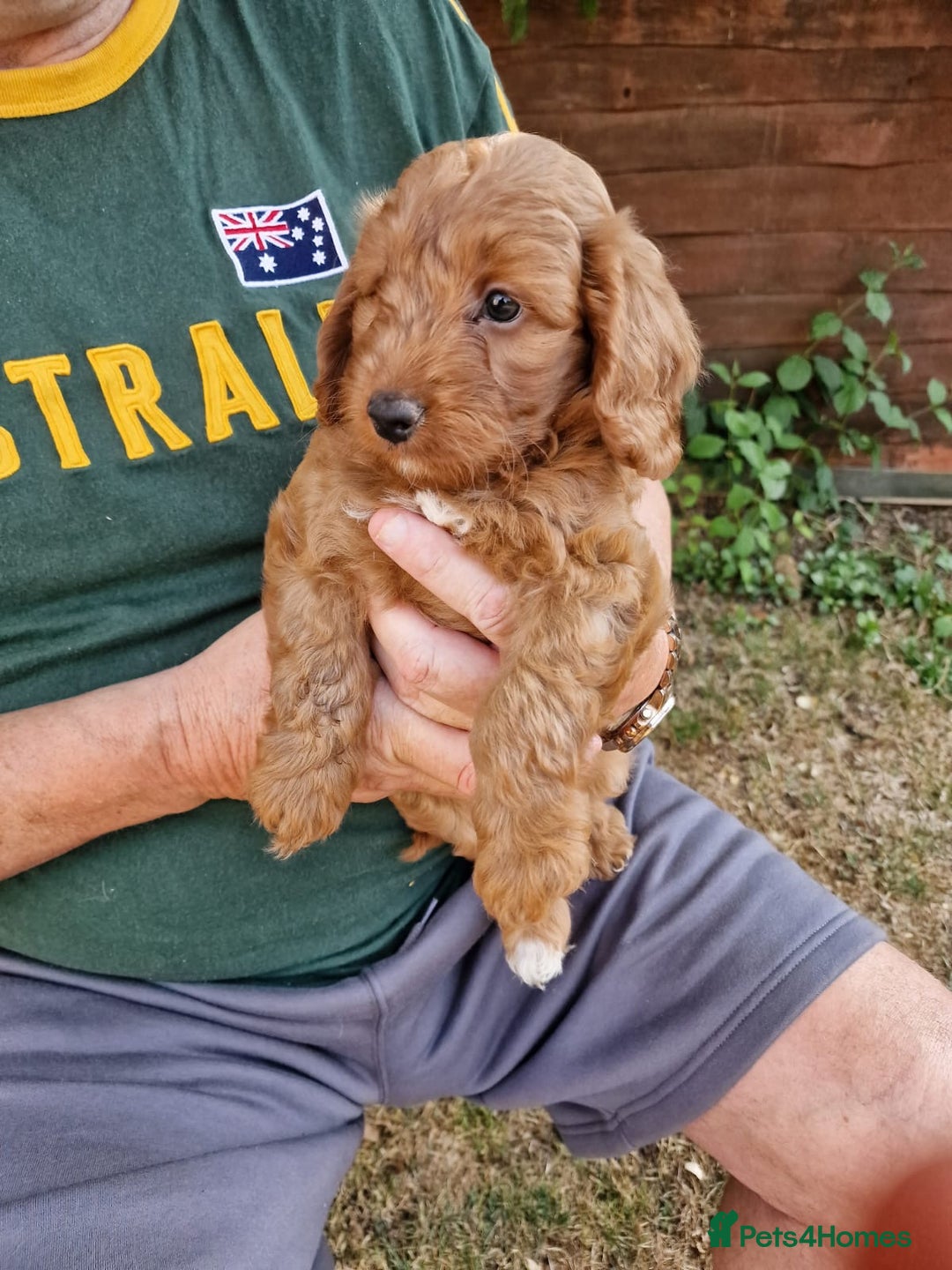 Cockapoo dogs for sale: 1 BOY LEFT! cockapoo F1b, PRA tested - Image 26