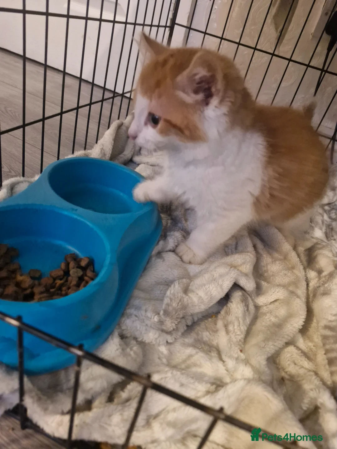 Mixed Breed cats for sale: Kitten 😸  - Advert 1