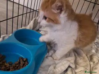 Mixed Breed cats Kitten 😸 - Advert 6