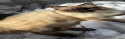 Ragdoll cats for sale: 2 Flame point ragdoll boys  in Dagenham - Advert 5