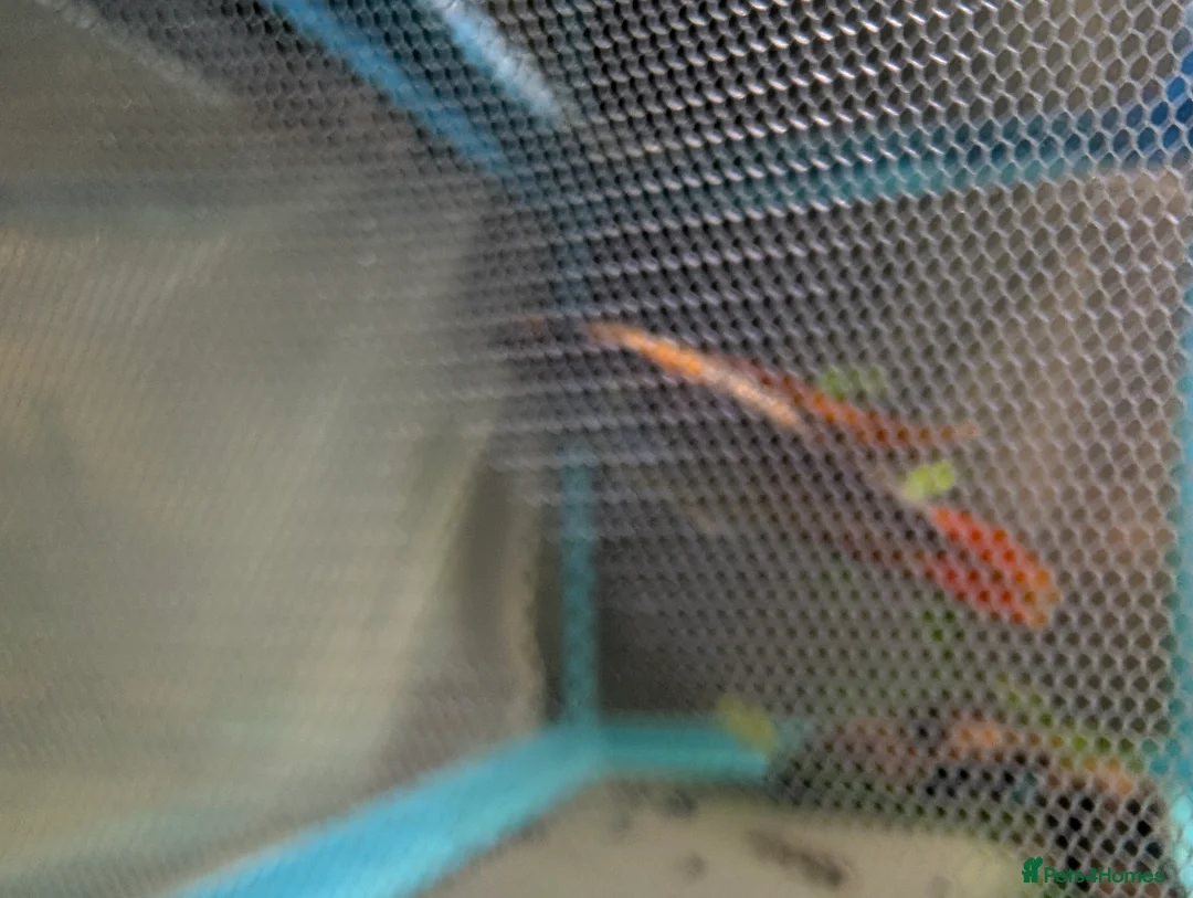 Cichlids fish for sale: Pair of fire red agassizii - Advert 3