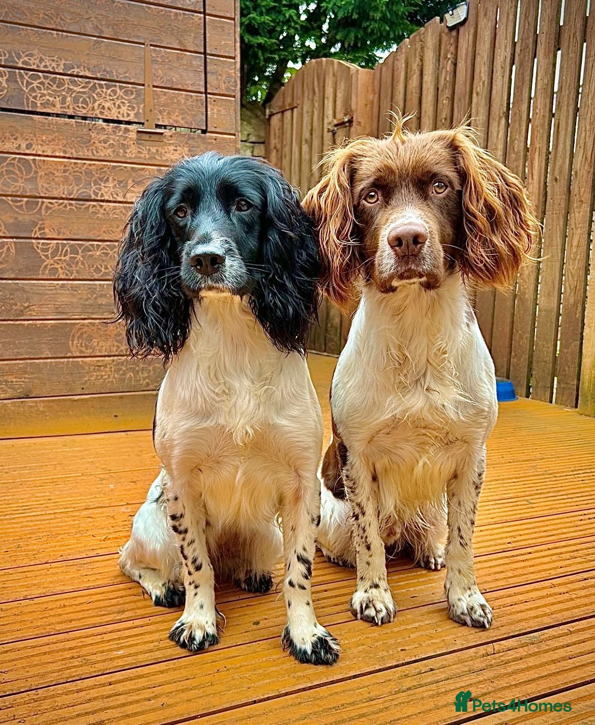 English Springer Spaniel dogs 6 Kc registered English springer spaniel pups  - Advert 1