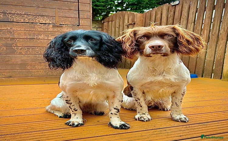 English Springer Spaniel dogs - Advert 2