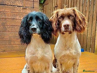 English Springer Spaniel dogs Kc registered English springer spaniel pups - Advert 7